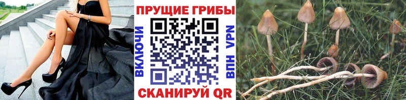 Купить  Скопин  Галлюциногенные грибы GOLDEN TEACHER 